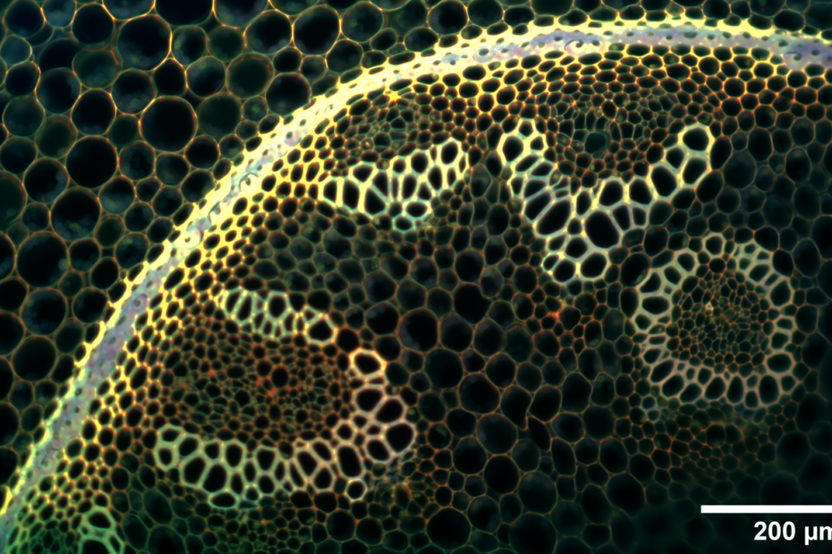 Composite-convallaria-1